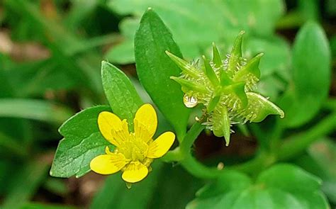 Ranunculus muricatus - Reserva Rio das Furnas
