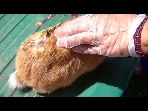 Botfly removal from kittens face | FunnyCat.TV