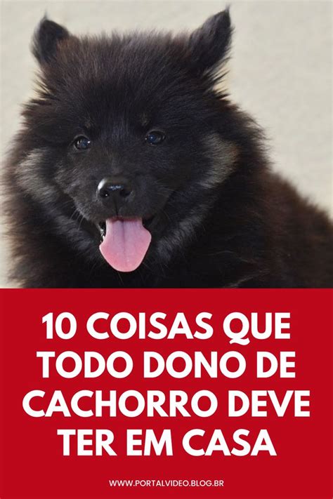 10 Coisas Que Todo Dono De Cachorro Deve Ter Em Sua Casa En 2024