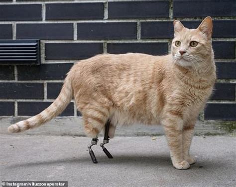 Cat Prosthetic Hind Leg Darline Sampson