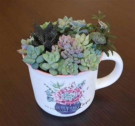 Succulents and Company/Суккуленты спб/разведение | ВКонтакте