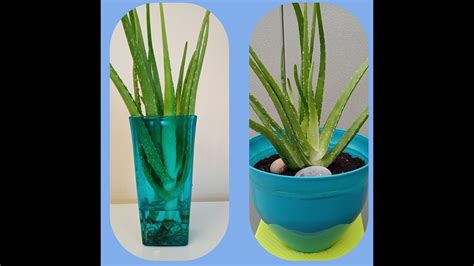 Aloe vera propagation in water/ super easy way - YouTube