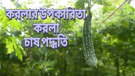 করলার উপকারিতা ও করলা চাষ পদ্ধতি। Bitter Gourd Plantation And Bitter