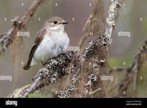 European Pied Flycatcher Stock Photo Alamy