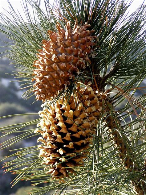 Coulter Pine Pinus Coulteri Heaviest Cones In The World Seed Pods