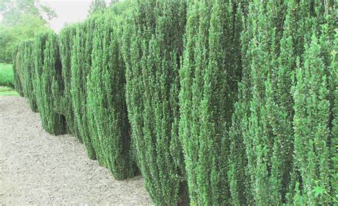 Tall Shrubs For Narrow Areas Gates And Associates