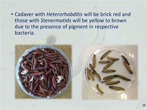 ENTOMOPATHOGENIC NEMATODES