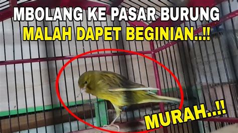 TERNYATA KAYA GINI KENARI SERI BESAR DI PASAR BURUNG YouTube