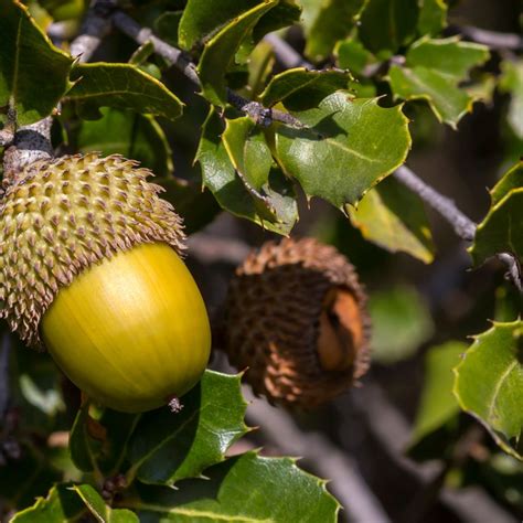 MACMA Descubrimos La Marina Alta Quercus Coccifera