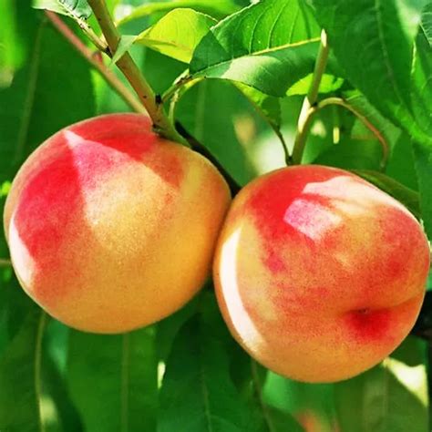Summer Prince Peach For Sale Online The Tree Center