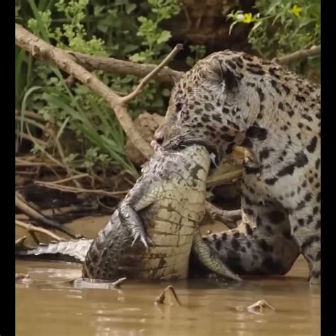 🥹 Jaguar Vs Crocodile 🐊 Youtube