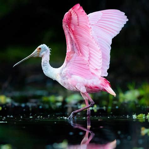 Roseate Spoonbill Photo Bird Photography Florida Birds - Etsy