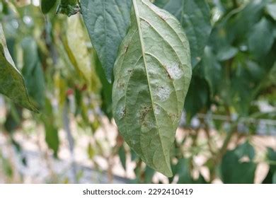 Pepper Powdery Mildew Disease Symptoms Stock Photo 2292410419