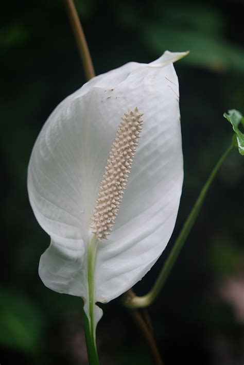 Kostenlose Foto Natur Bl Hen Fotografie Stengel Blatt Blume