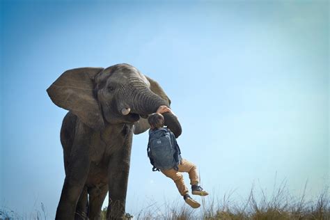 Foto zum Film Kleine Helden große Wildnis 2 Abenteuer Serengeti