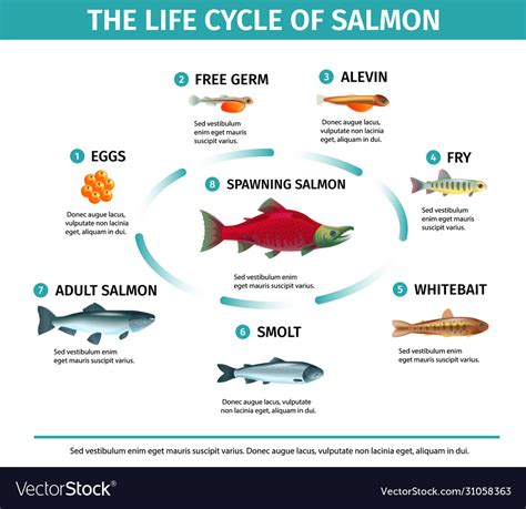 The Salmon Life Cycle