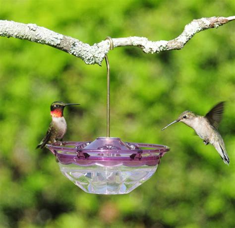 Shop For Hummingbird Tray Feeders Selection Of Tray Style Hummingbird