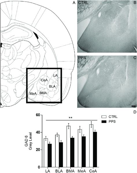 Effects Of Pps On The Expression Of Glutamic Acid Decarboxylase