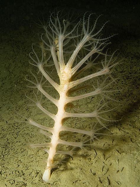 Sea Pen Kophobelemnon Stelliferum