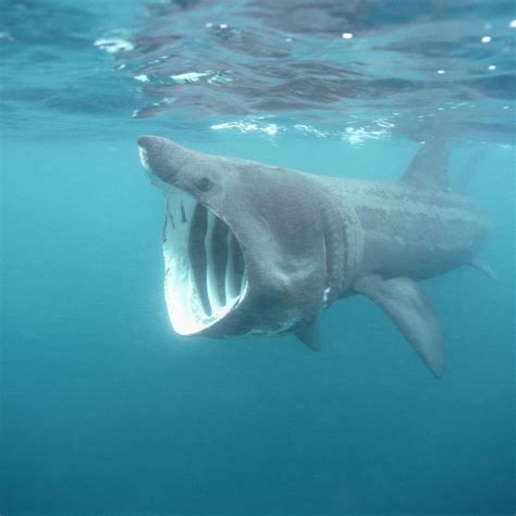 Sharkies Otd On Twitter Basking Shark Https T Co Vuziwmrdcq