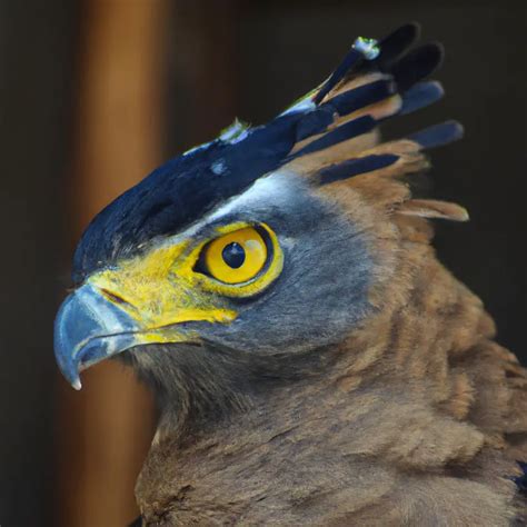 Cu Les Son Las Caracter Sticas Nicas Del Guila Crestada Aves Mundo