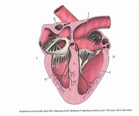 Heart Chambers Diagram | Quizlet