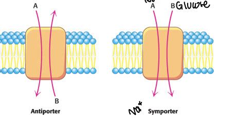 Membrane Transporters Flashcards Quizlet