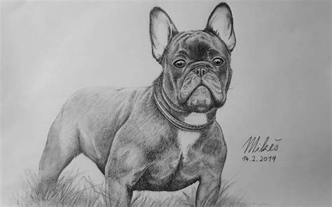 Pencil Drawing Of A French Bulldog I Did Recently For My Lovely