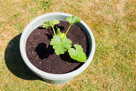 Growing Summer Squash With Pots And Trellises Food Gardening Network