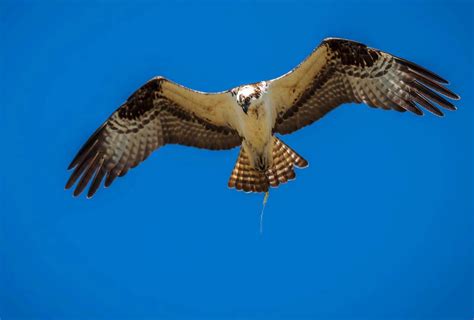 Osprey The Sea Hawk