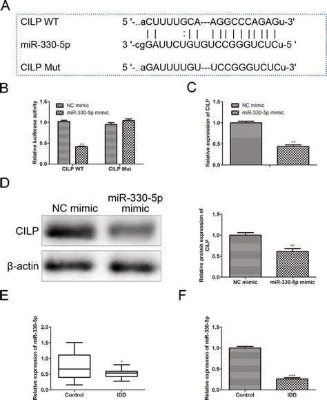 MiR 330 5p Binds To CILP A Bioinformatics Software ENCORI