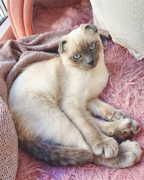 Merlin, my scottish fold siamese mix :) 4,5 months today. : r/scottishfold