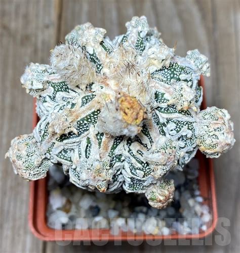 SHPR13710 Astrophytum hybrid grafted Кактус онлайн