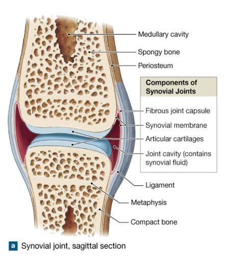 Structure Of Synovial Joint Flashcards Quizlet