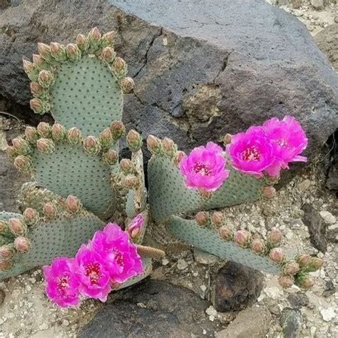 Beavertail Cactus Star Nursery Garden And Rock Centers