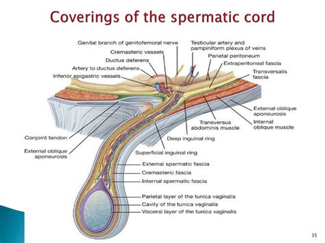 Ppt The Abdominal Wall And Inguinal Region Powerpoint Presentation