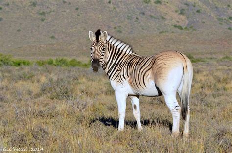 Diversity In Karoo National Park South Africa Geogypsy