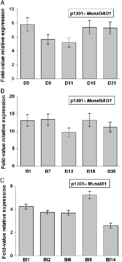 Fold Value Overexpression Analysis Of Transgenic Banana Plants The