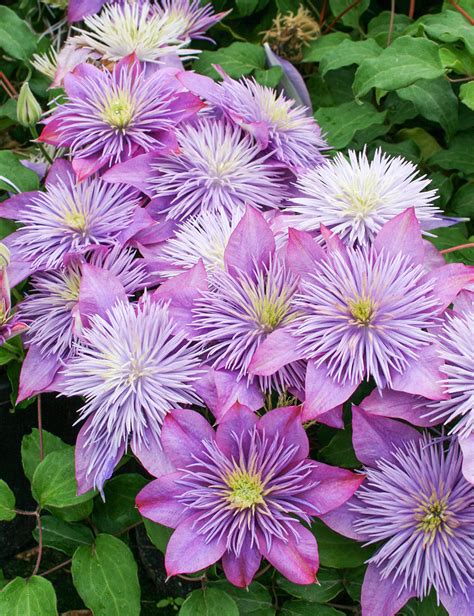 Clematis Jackmanii Hybrids Crystal Fountain Evipo038 Tesselaar