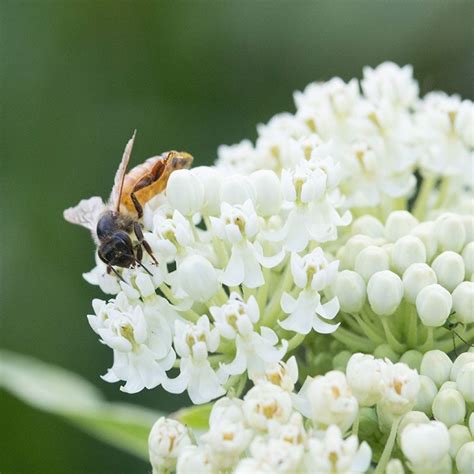 Ice Ballet Swamp Milkweed Asclepias Incarnata American Meadows