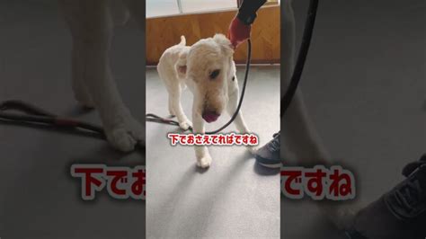 【しつけ】犬の飛びつきにはこう対処すれば大丈夫！【プロドッグトレーナー】 犬のしつけ 動画まとめサイト