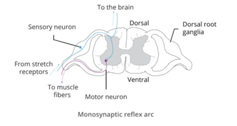 BIOL 2135 Prelab 4 Reflex And Reaction Times Flashcards Quizlet