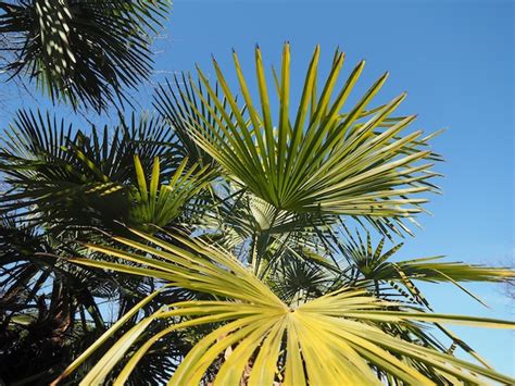 Premium Photo | Palm tree leaves background