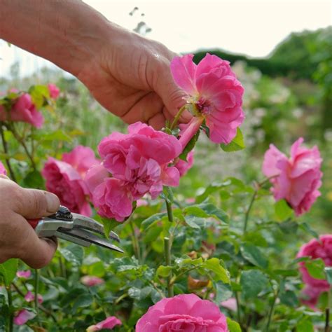 Royal roses