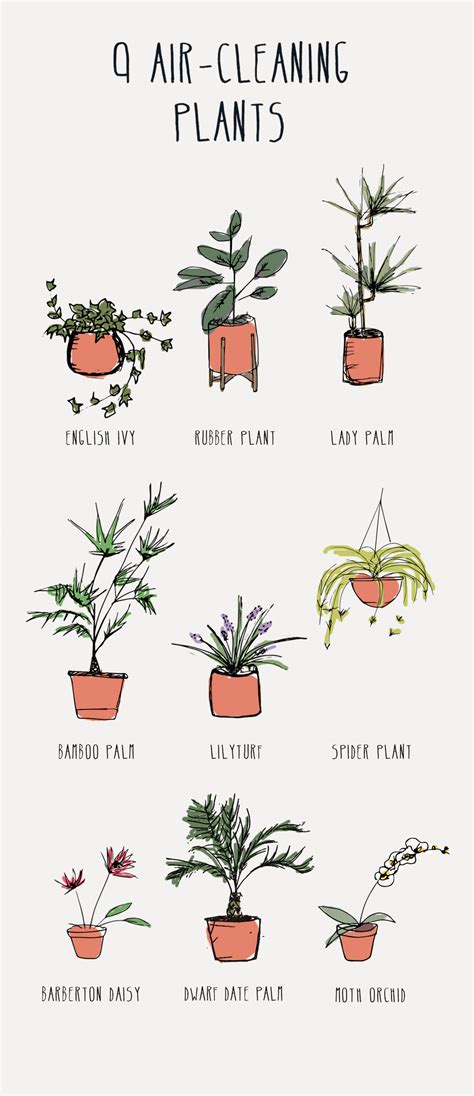 Are Rubber Plants Toxic To Dogs