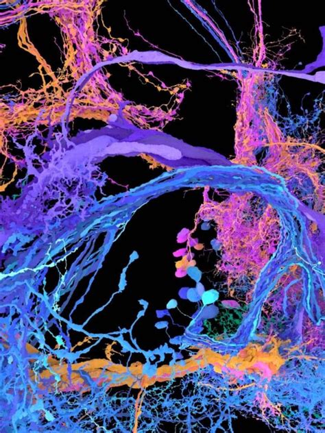 This Map Of Every Neuron In An Adult Fly Brain Could Be Nobel Prize