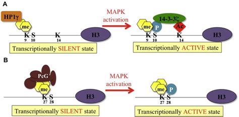 Transient Derepression By Histone H3 Phosphorylation A In The Absence