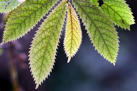 Asymmetric With One Side Larger Than The Other Botanical Terms