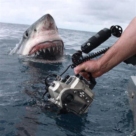 Photographers Insanely Close Encounter With A Curious Great White At