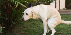 Remédios caseiros para cachorro defecar